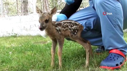 Yavru Karaca Hayvan Barınağının Maskotu Oldu