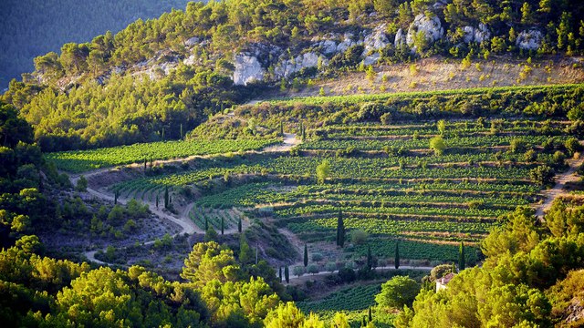 Château Pibarnon 1983, un vin suave aux arômes de garrigue et de cuir noble