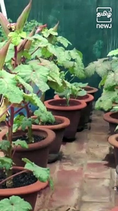 Successful Terrace Garden