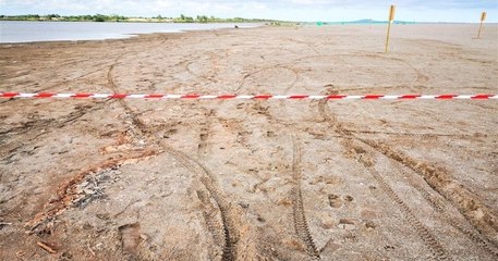 Des motards détruisent des nids d'oiseaux lors d'un rodéo mené sur une plage de l'Hérault