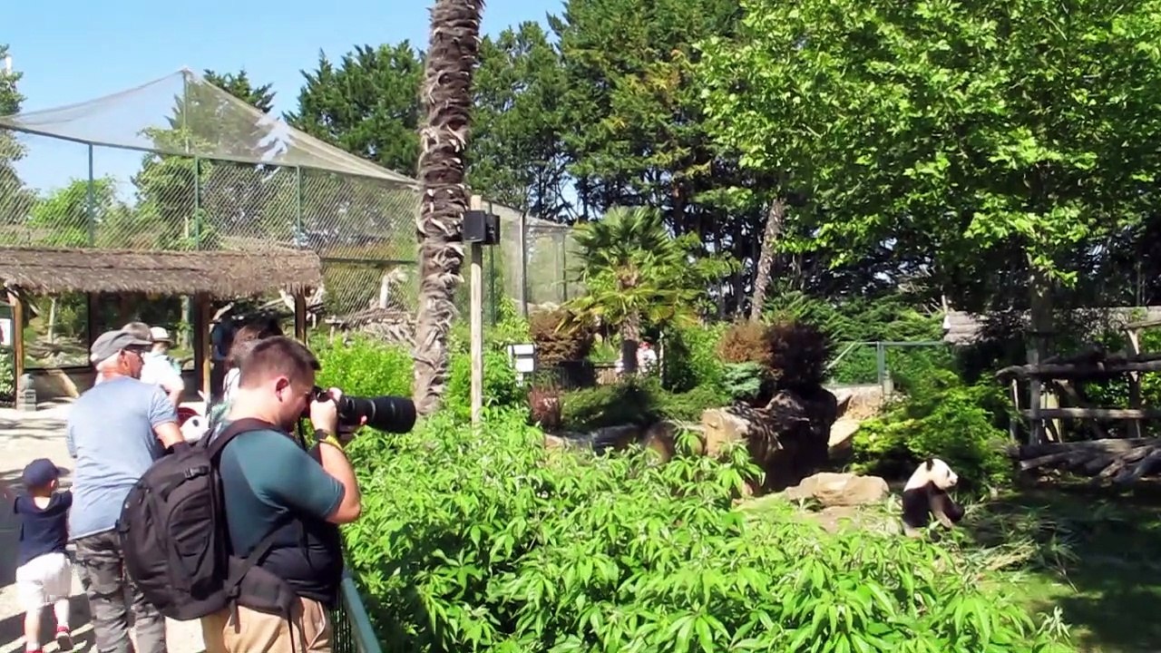 VIDEO. Le ZooParc de Beauval a rouvert ses portes