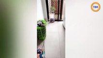 Un bébé s'enfuit par la porte pour chien