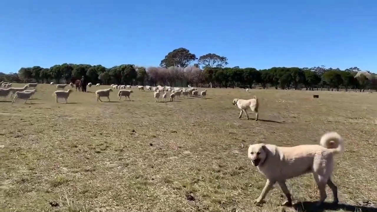 SivAS KANGALLARIN SURU GOREVi - ANATOLiAN SHEPHERD SiVAS KANGAL DOG and SHEEP