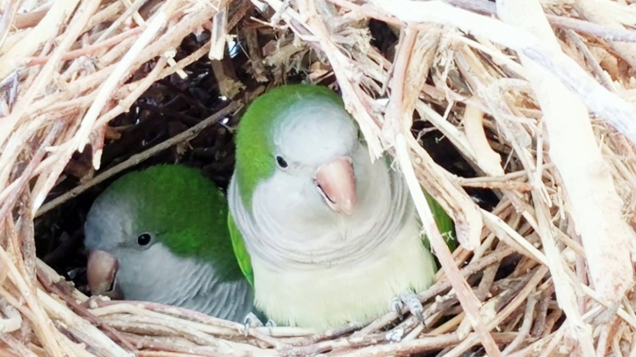 Birds_On_A_Nest