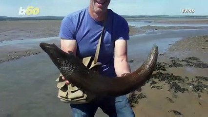 Fishermen Brothers Unearth Horn Thousands of Years Old Belonging to Wild Cattle Species!