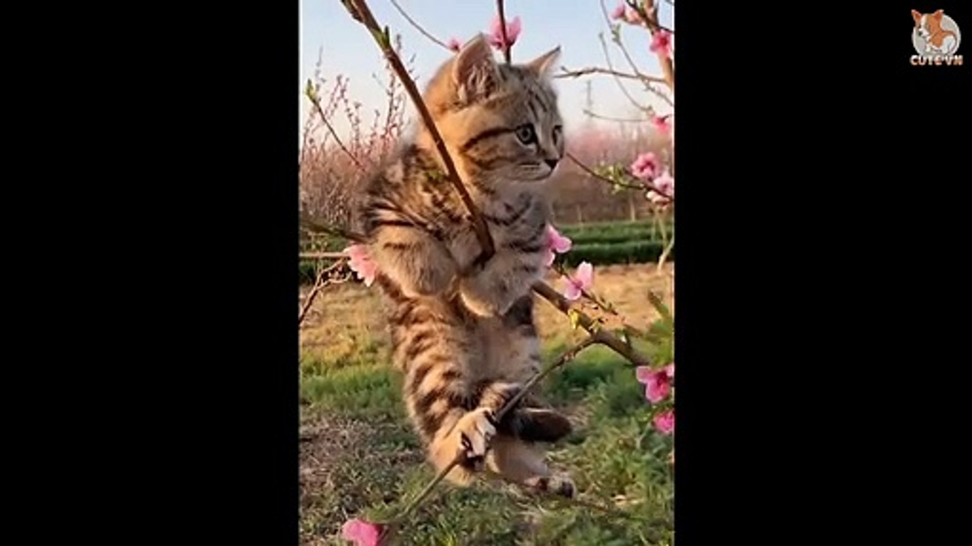 ⁣Funny Pets 2020 - Funny and Cute Animals Compilation 2020 #1 - Cute Animal