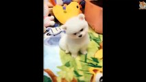 Aww Cute Puppies  Funny Puppies Compilation 2020 #2 - CuteVN Animal