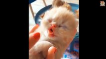Cute is Not Enough - Cute Kittens In The World #11 - CuteVN Animals