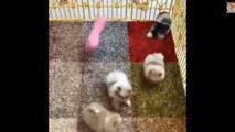 Mini Pomeranian - Funny and Cute Pomeranian Videos #9 - CuteVN Animals