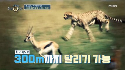 [심약자 주의] 야생 치타의 사냥 모습 밀착 취재!