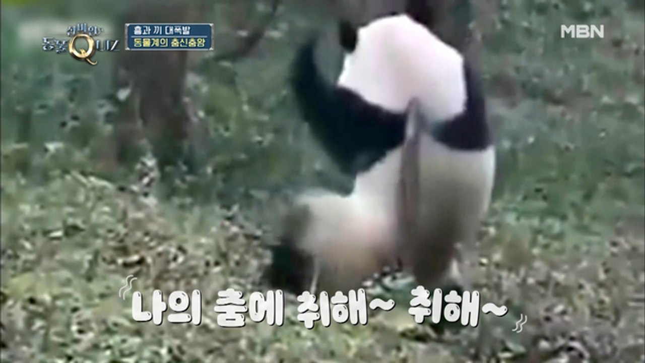 (광대씰룩) 트월킹 하는 강아지, 봉춤 추는 판다…이거 실화?!