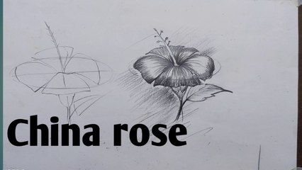 How to draw China rose step by step sketch