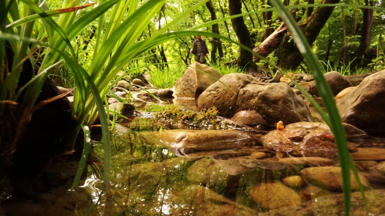 Tek başına kamp, yağmurlu havada doğada yürüyüş ve balık avı. Nehir kenarında hamak keyfi