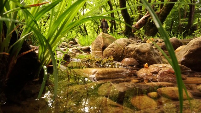 Tek başına kamp, yağmurlu havada doğada yürüyüş ve balık avı. Nehir kenarında hamak keyfi