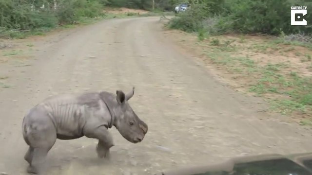 Ce bébé rhinocéros se prend pour le roi de la savane