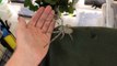 Il s'amuse avec son araignée géante : Huntsman Spider
