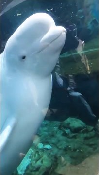 Ce béluga fait une bonne blague à un touriste