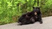 Watch This Video of a Mama Bear Nursing Her Cubs on the Side of the Road in Gatlinburg