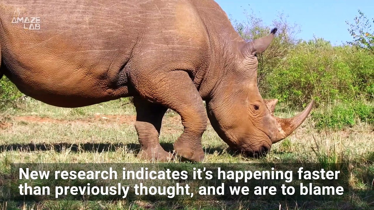 Humans are Accelerating the World’s Sixth Mass Extinction