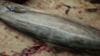 Live 12 Kg's Big KING FISH CUTTING  Fisher Man