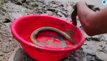 Best Oil Fishing _ Unique Fishing in Eel Fish-Hole(480P)