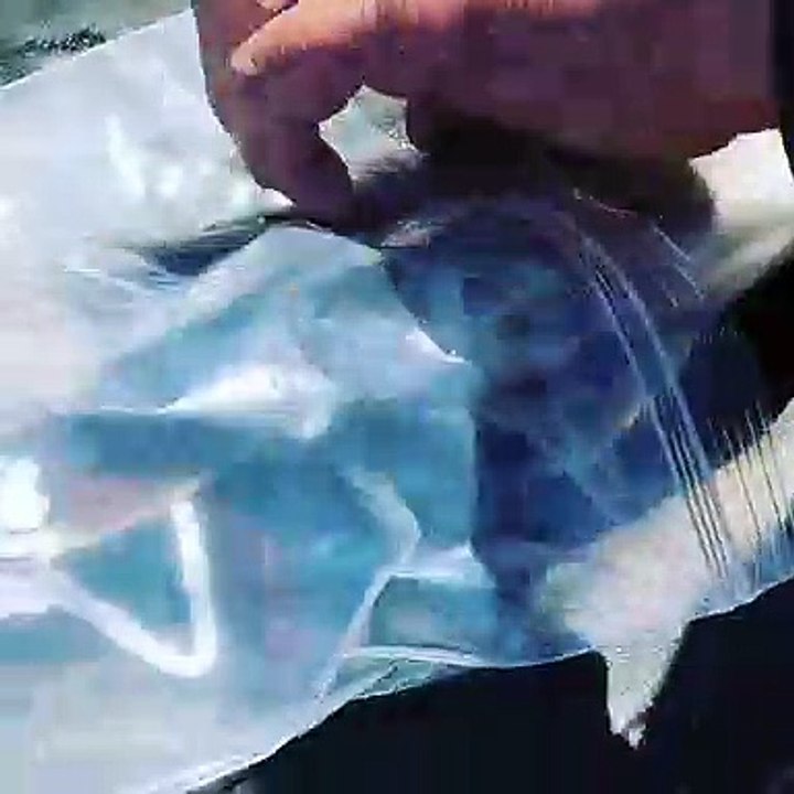 Milking a Rainbow Trout for its Roe