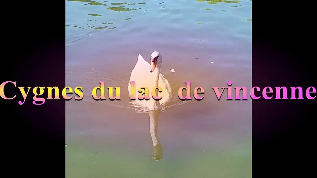 cygnes etson bébé au  lac de vincennes
