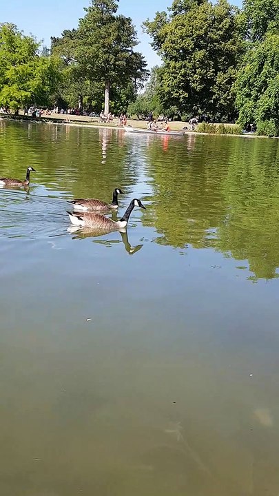 les oies du lac de vincennes