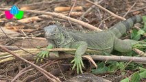 MARENA entrega licencia de fauna silvestre a zoocriadero finca La Florida en Ocotal