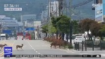 도심에 나타난 '사슴' 가족…생태계 복원 '청신호'