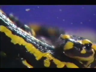 Doctor Who Night (1999) - How to Live Forever
