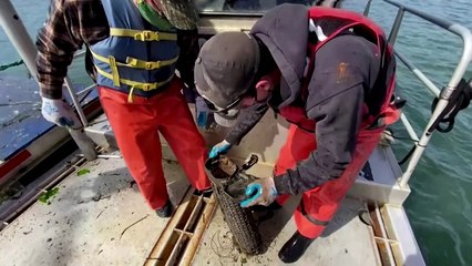 California oyster farmer confident in industry's return
