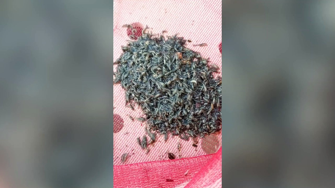 Hundreds Of Mystery Creatures Caught In Pond In Thailand