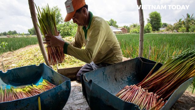 Water chestnut season arrives in Mekong Delta - Vietnam Today