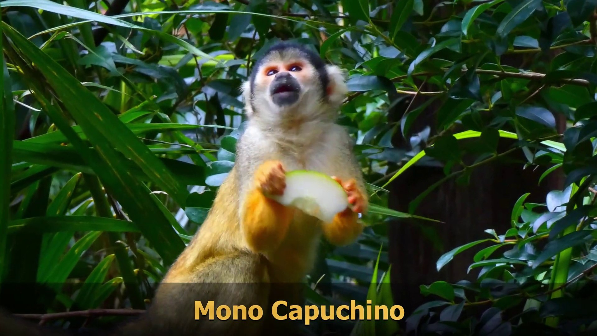 ⁣Animales Exoticos- Exotic animals