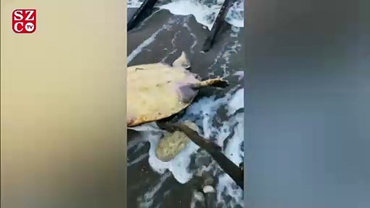 Dev dalgalar caretta carettayı sahile vurdu
