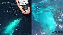 Curious humpback whale gracefully swims right under small boat in Newport Beach, California