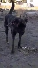 ANADOLU CAPAR KOPEGi - ANATOLiAN SHEPHERD DOG CAPAR