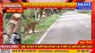 पीलीभीत के माधोटांडा रोड पर माला जंगल से निकला टाइगर, वीडियो वायरल | BRAVE NEWS LIVE