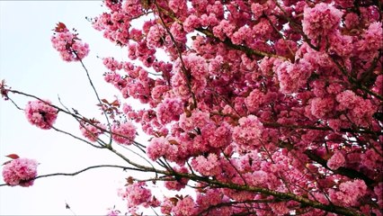 Vamos pedir a intercessão ao Poderoso São Bento