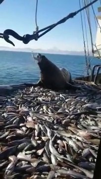 Ce lion de mer sait où trouver du poisson... direct dans le bateau de pêche