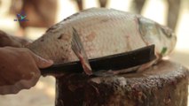 Live video of cutting fresh catal fish in a pond in a village in Bangladesh