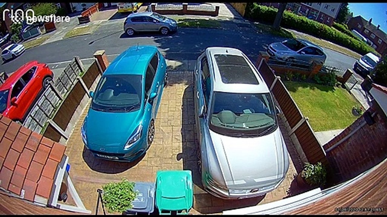 Poor bird smashes into window then instantly pounced on by opportunist cat