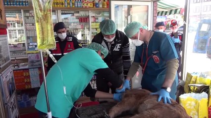 Evden çıkamayan çifttin hastalanan buzağısına jandarma şefkati