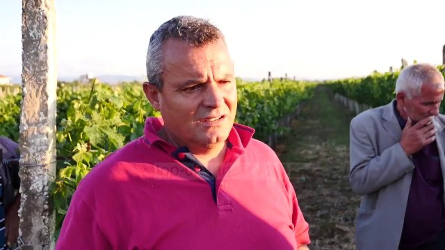 Breshëri dëmtoi të mbjellat/ Fermerët në Lushnjë kërkojnë vlerësimin e dëmit