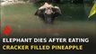 Pregnant elephant dies allegedly after eating pineapple filled with crackers