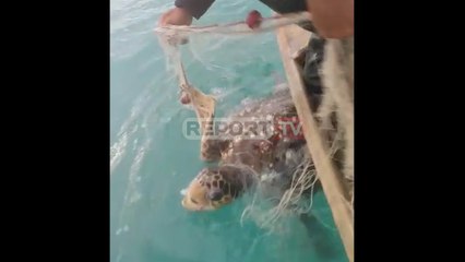 Report TV - 'O çupkë, o budallaçkë', peshkatarit vlonjat i bie breshka në rrjetë, ai e liron