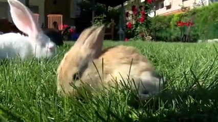 Pandemi sürecinde tavşan satışları arttı