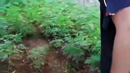 Antalya'da Hint Keneviri operasyonu