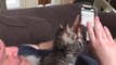 Tiny Kitten Won't Let Man Scroll Through His Phone